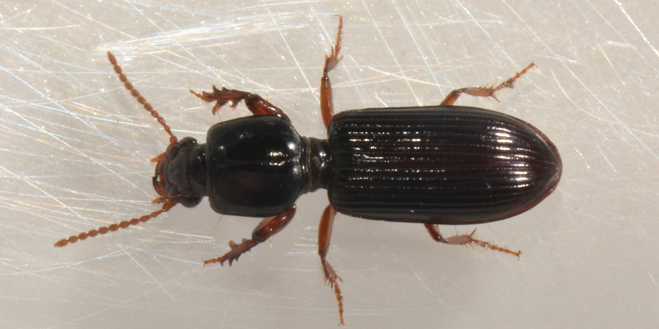 Carabidae:  Clivina fossor